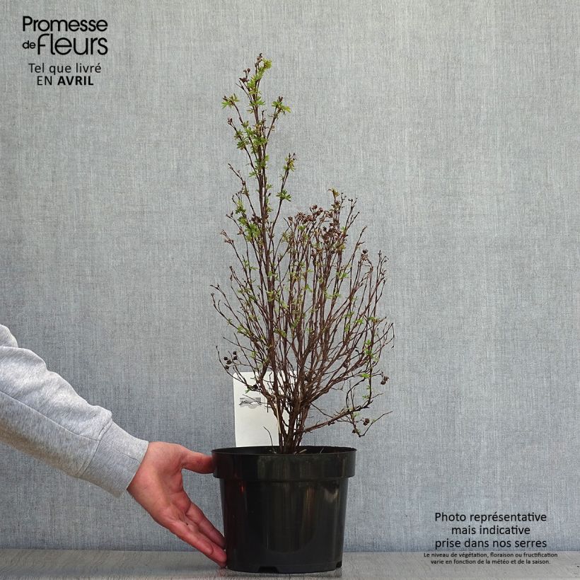 Example of Fingerstrauch Pink Paradise - Potentilla fruticosa Topf mit 2L/3L as you get in printemps