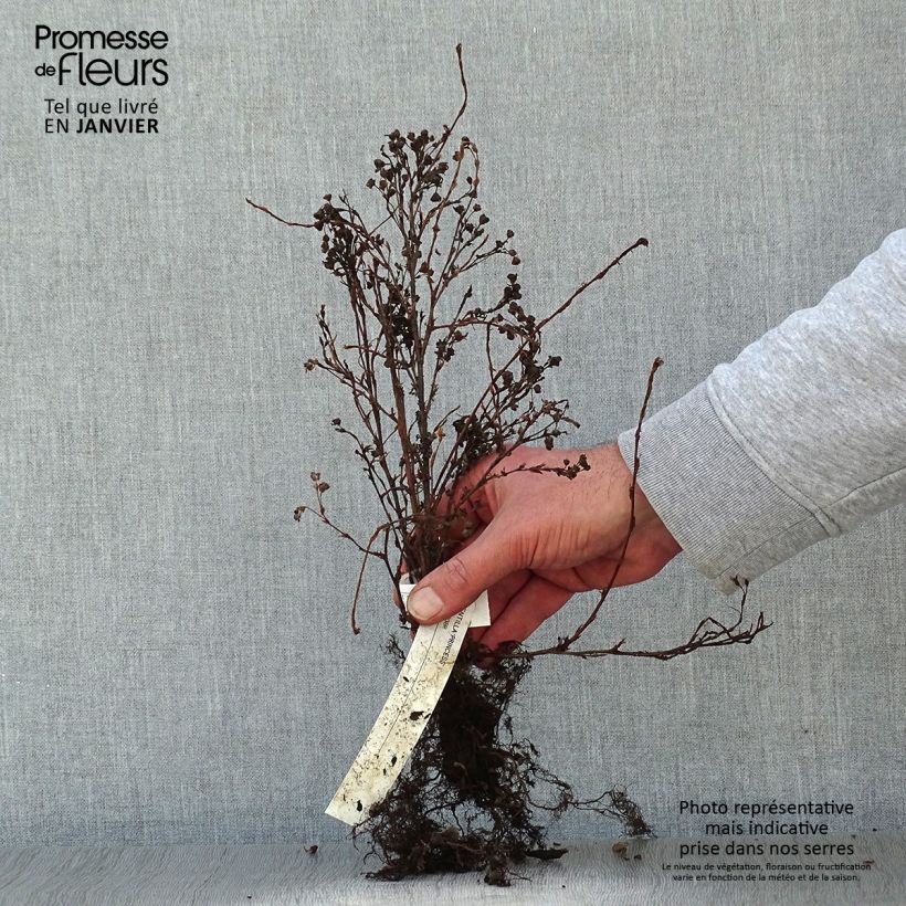 Example of Fingerstrauch Princess Pink Queen - Potentilla fruticosa Wurzelnackt as you get in hiver