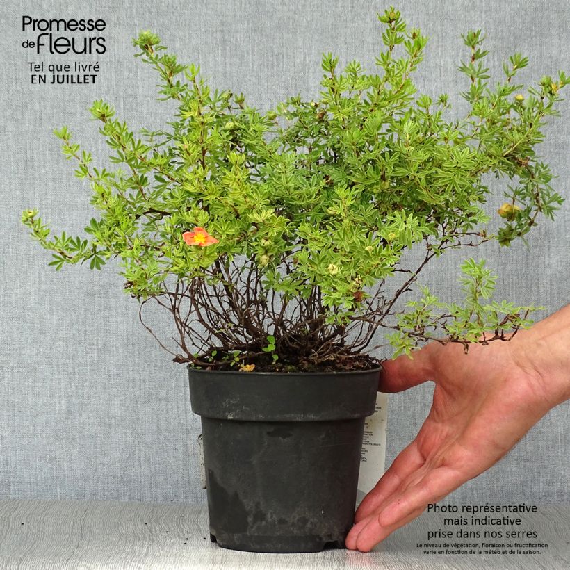 Exemplar von Fingerstrauch Red Ace - Potentilla fruticosa Topf mit 1L/1,5L wie im Sommer geliefert