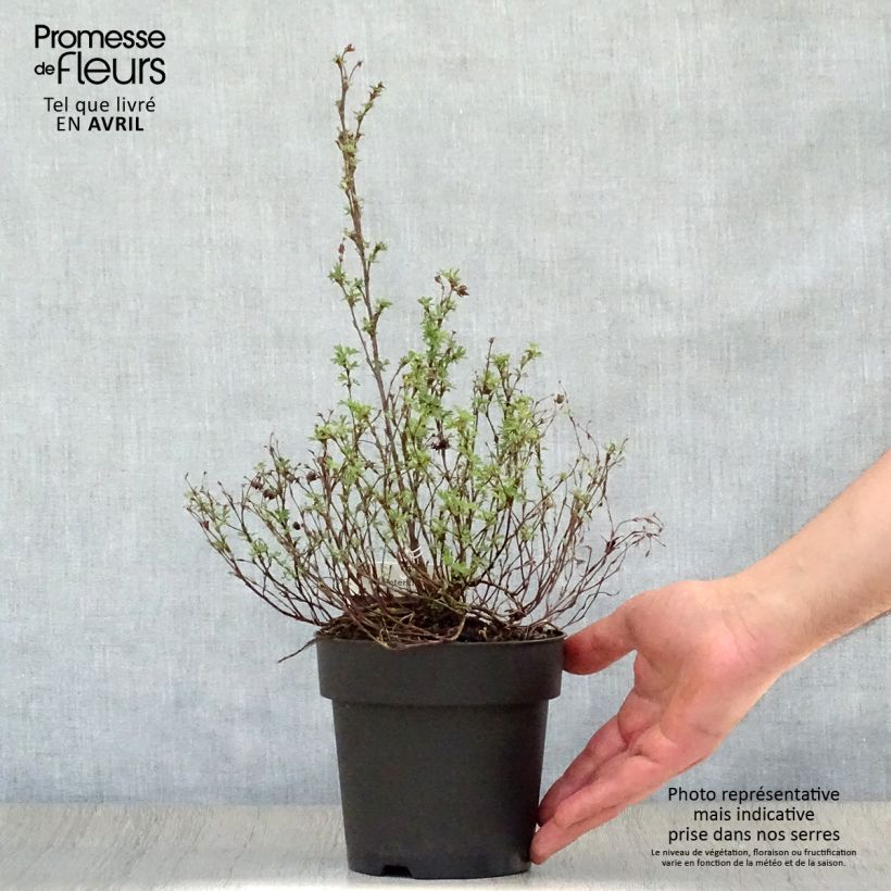 Example of Fingerstrauch Red Ace - Potentilla fruticosa Topf mit 1L/1,5L as you get in printemps