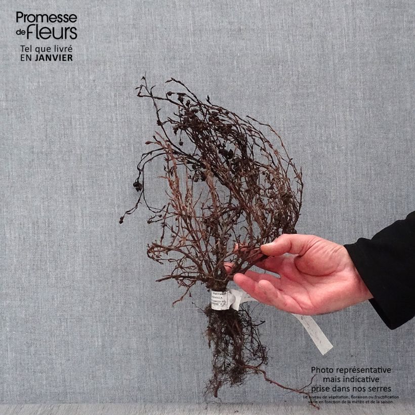 Example of Fingerstrauch Red Ace - Potentilla fruticosa Wurzelnackt as you get in hiver