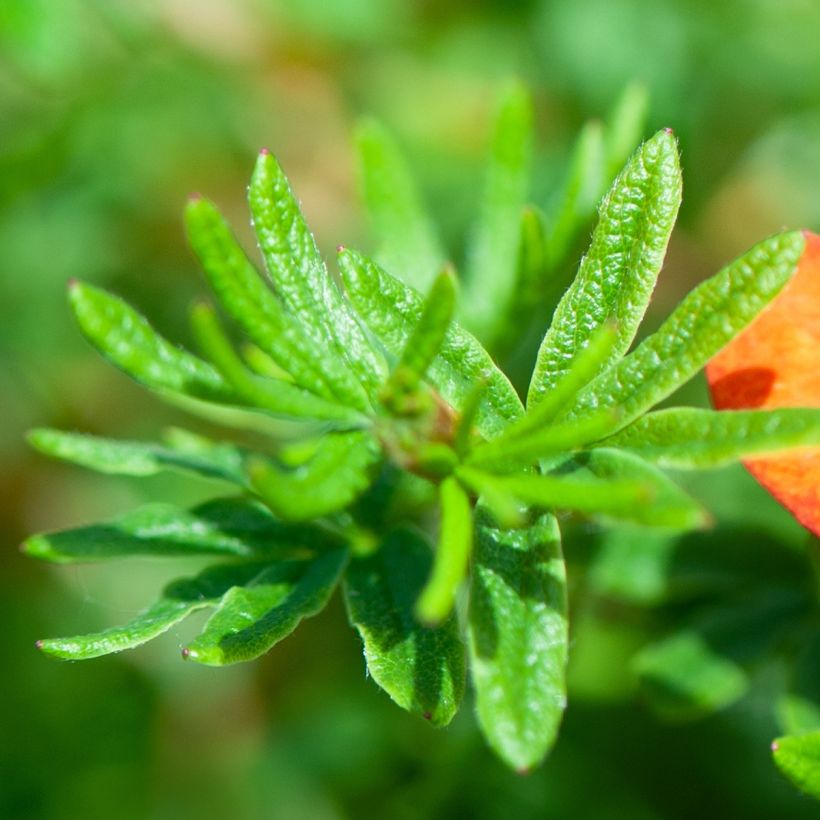 Fingerstrauch Red joker - Potentilla fruticosa (Foliage)