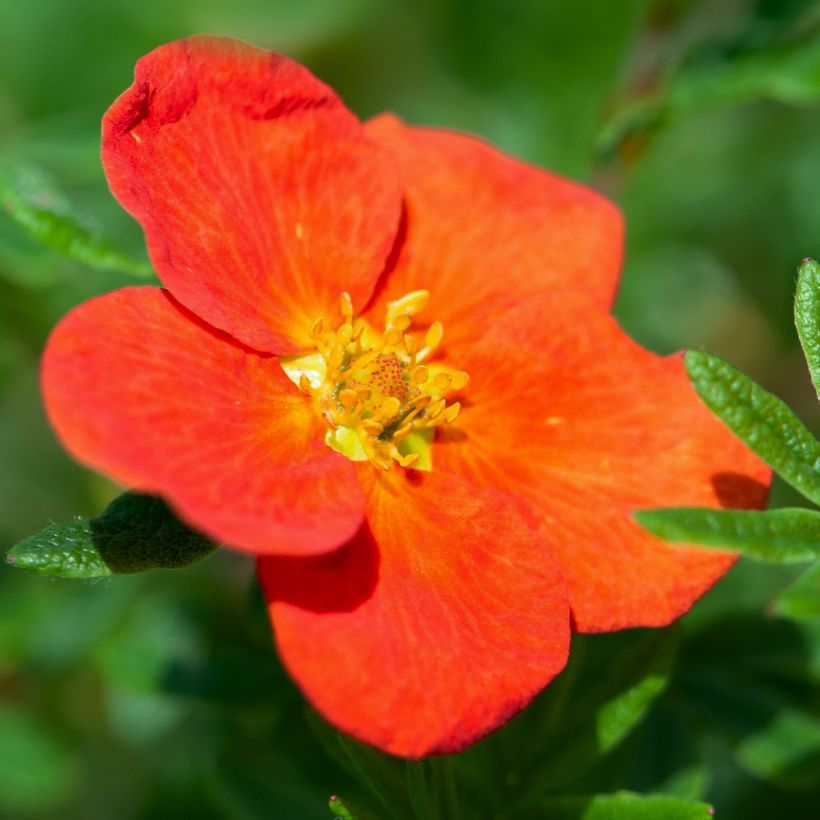 Fingerstrauch Red joker - Potentilla fruticosa (Flowering)