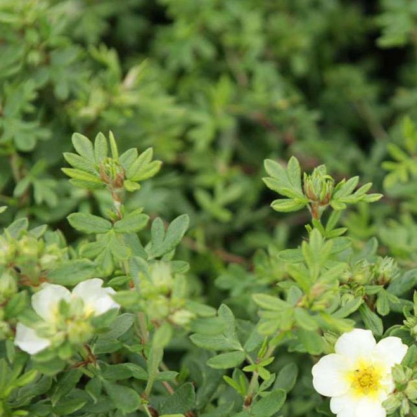 Fingerstrauch White Lady - Potentilla fruticosa (Foliage)