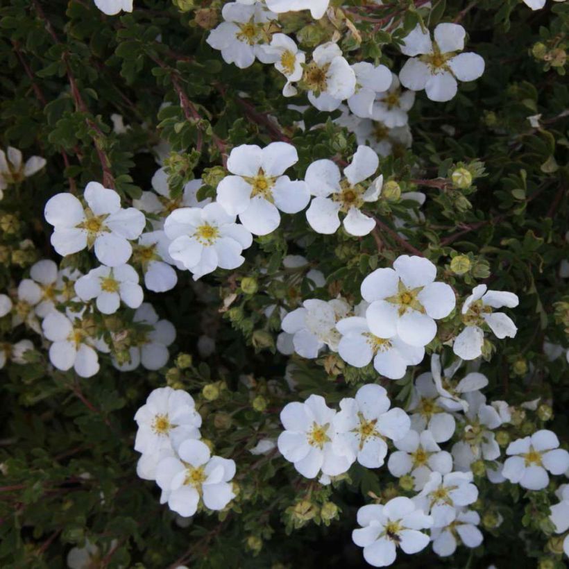 Fingerstrauch White Lady - Potentilla fruticosa (Flowering)