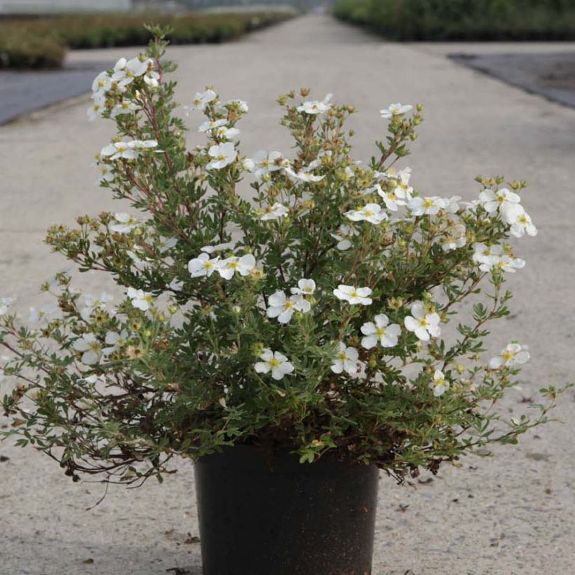 Fingerstrauch White Lady - Potentilla fruticosa (Plant habit)