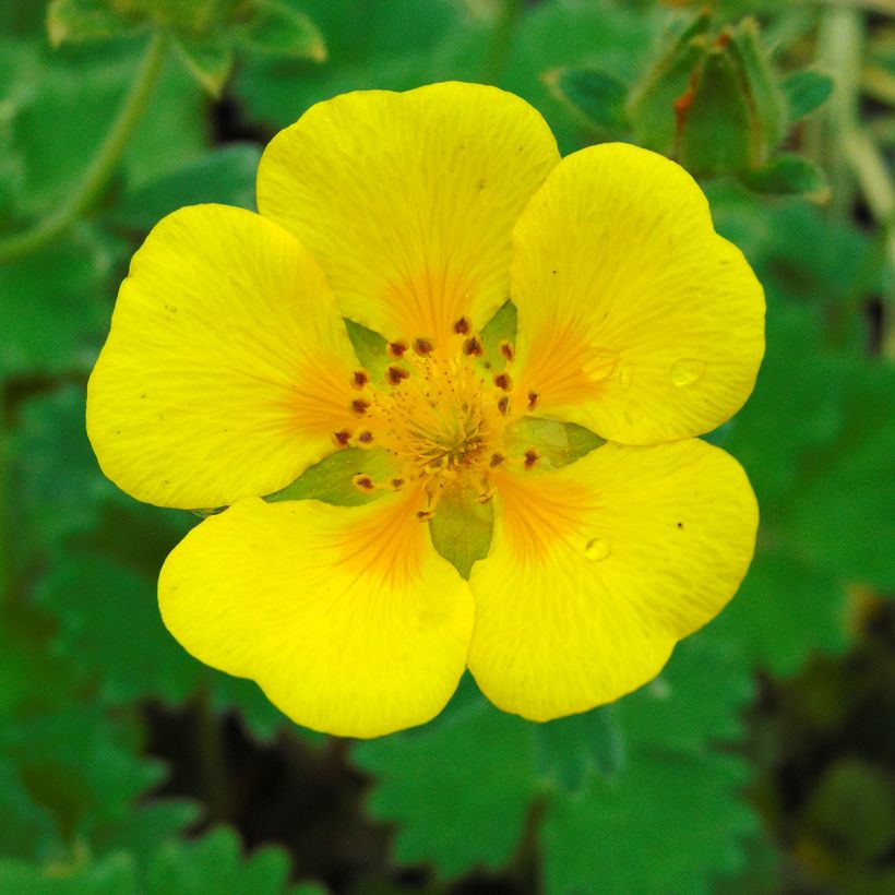Potentilla megalantha - Großblütiges Fingerkraut (Blüte)