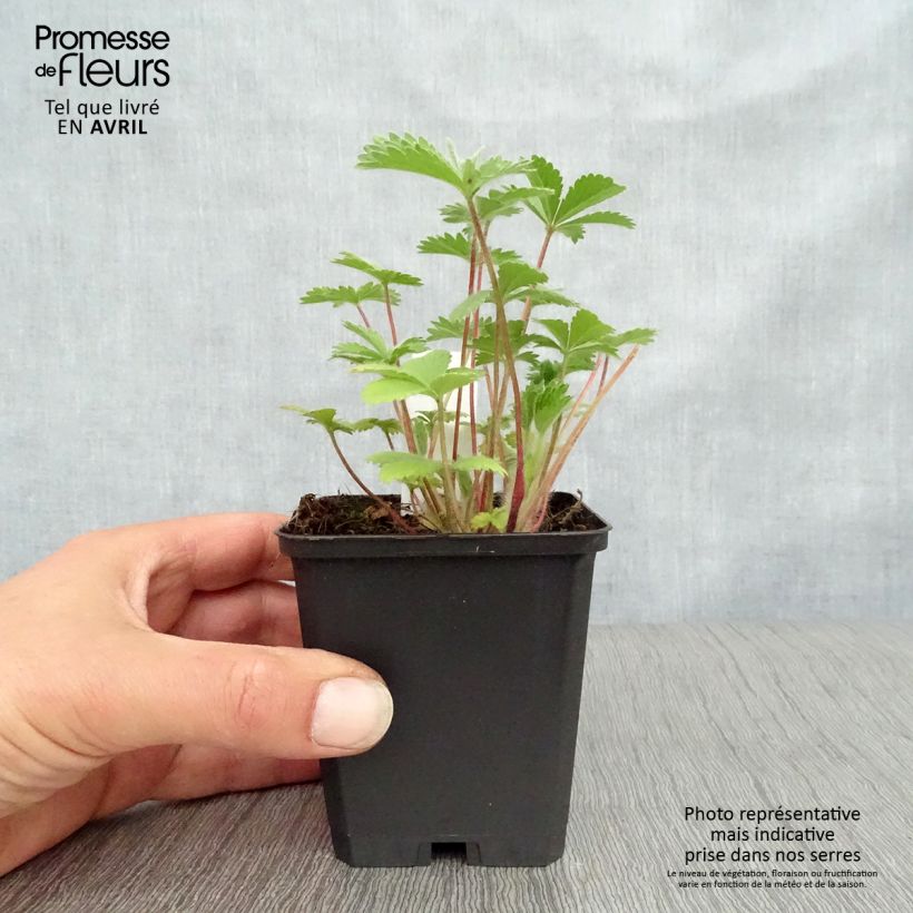 Example of Potentilla nepalensis Miss Willmot - Nepal-Fingerkraut Kleine Töpfe von 8/9 cm as you get in printemps