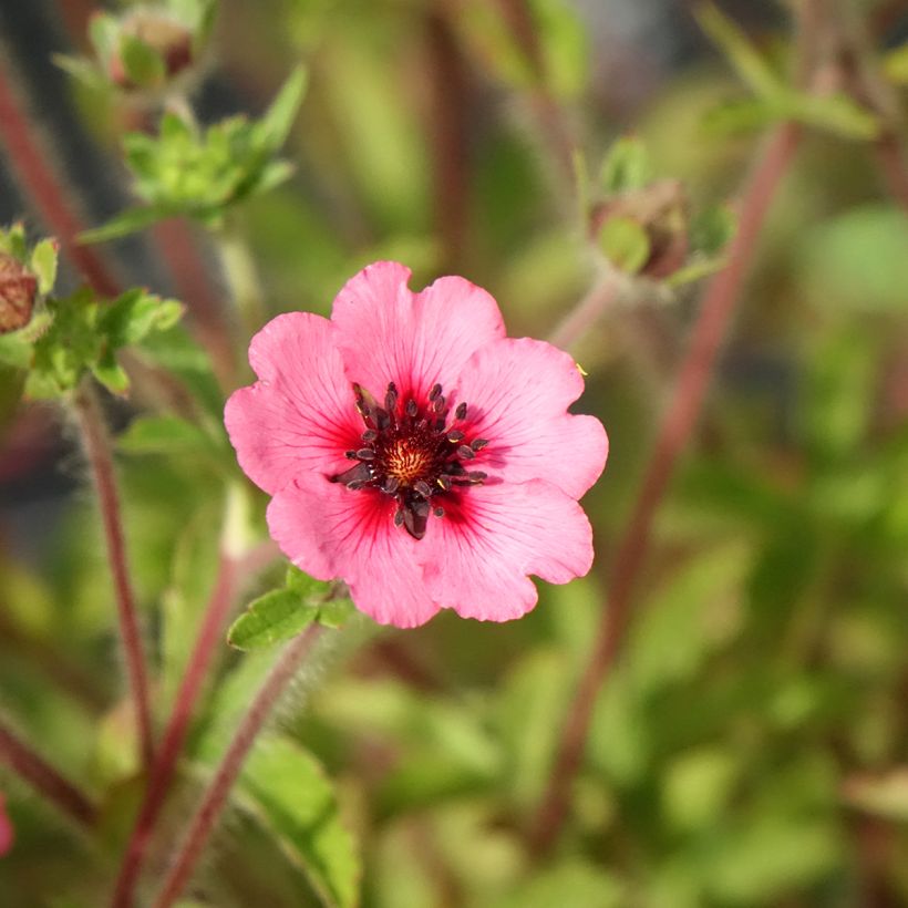 Potentilla nepalensis Miss Willmot - Nepal-Fingerkraut (Flowering)