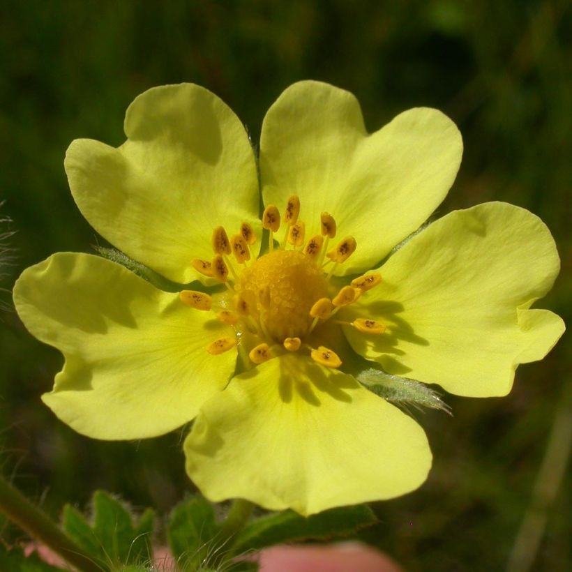Potentilla recta Warrenii - Aufrechtes Fingerkraut (Flowering)