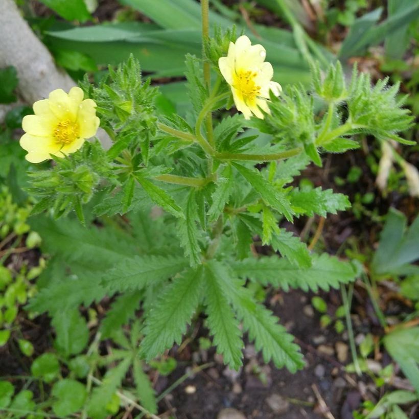Potentilla recta Warrenii - Aufrechtes Fingerkraut (Plant habit)