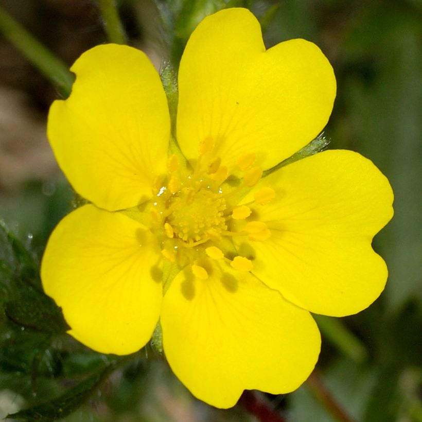 Potentilla verna - Frühlings-Fingerkraut (Flowering)