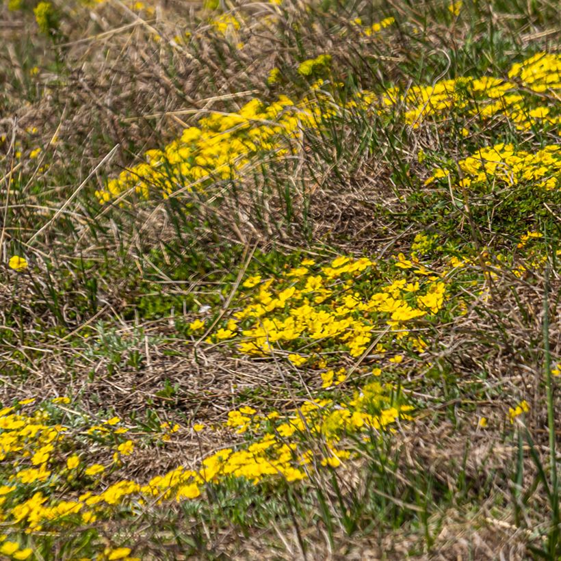 Potentilla verna - Frühlings-Fingerkraut (Plant habit)