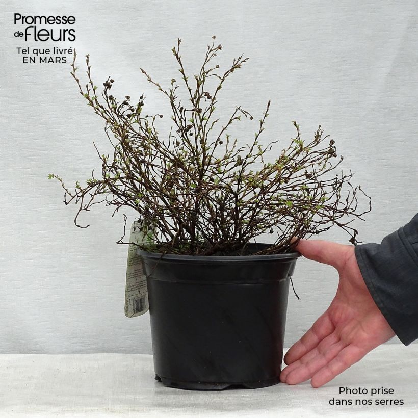 Example of Fingerstrauch Princess Pink Queen - Potentilla fruticosa Topf mit 2L/3L as you get in printemps