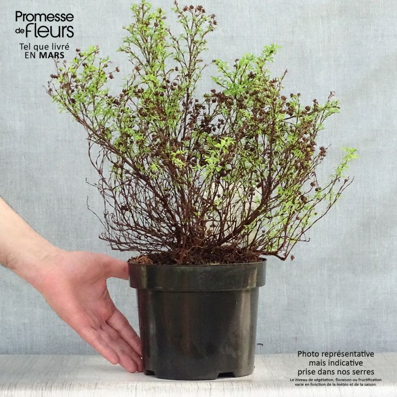 Example of Fingerstrauch Bella Sol - Potentilla fruticosa Topf mit 2L/3L as you get in printemps