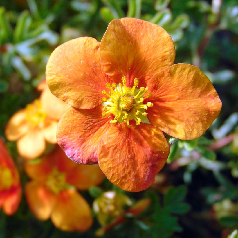 Fingerstrauch Hopley's Orange - Potentilla fruticosa (Flowering)