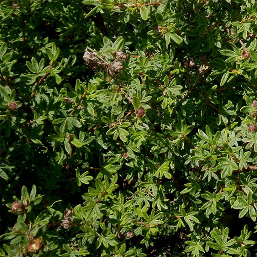 Fingerstrauch Hopley's Orange - Potentilla fruticosa (Foliage)