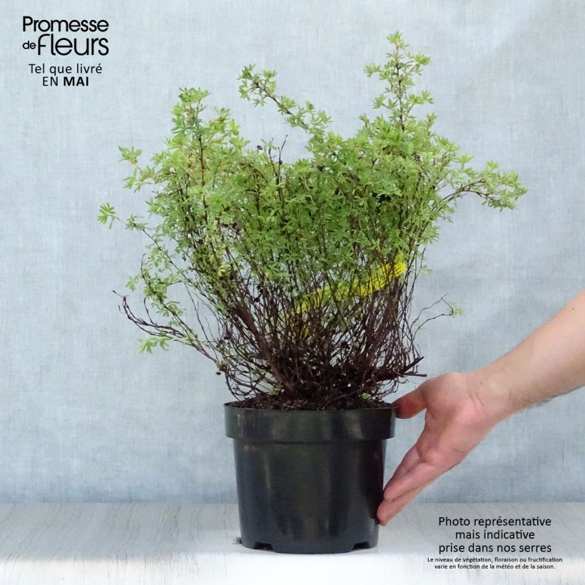 Example of Fingerstrauch Hopley's Orange - Potentilla fruticosa Topf mit 3L/4L as you get in printemps