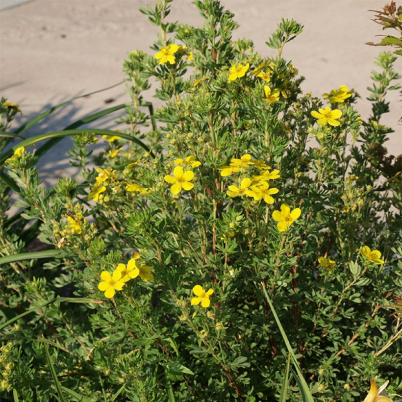 Fingerstrauch Kobold - Potentilla fruticosa (Wuchs)