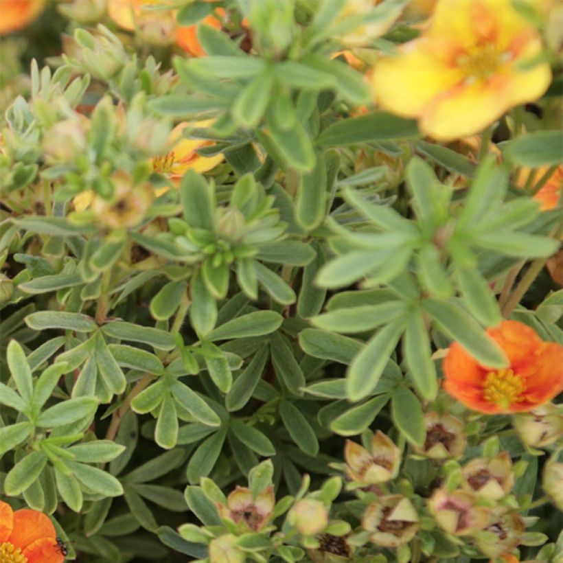 Fingerstrauch Mango Tango - Potentilla fruticosa (Laub)