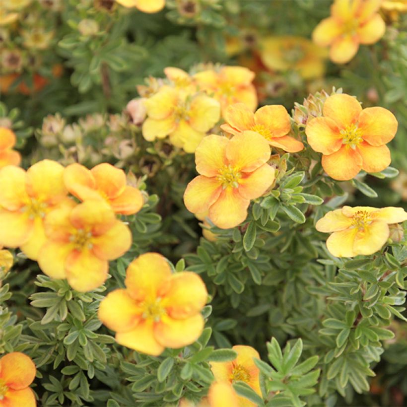 Fingerstrauch Mango Tango - Potentilla fruticosa (Blüte)