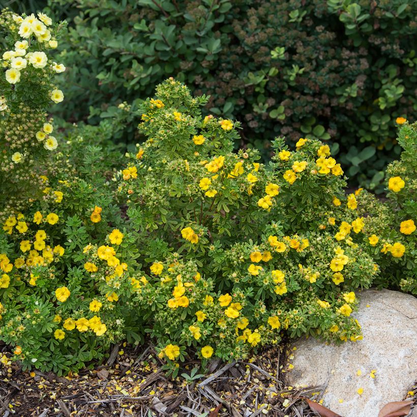 Fingerstrauch Marmalade - Potentilla fruticosa (Wuchs)