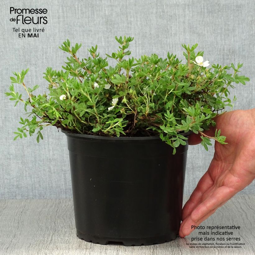 Example of Fingerstrauch Bella Bianca - Potentilla fruticosa Topf mit 2L/3L as you get in printemps
