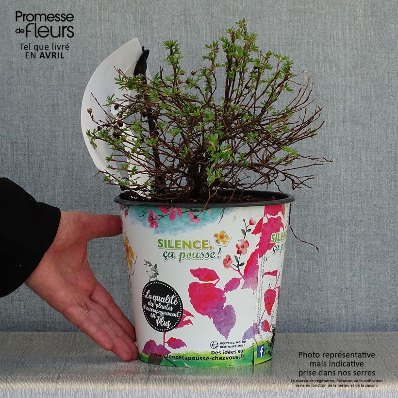 Example of Fingerstrauch Double Punch Gold - Potentilla fruticosa Topf mit 2L/3L as you get in printemps