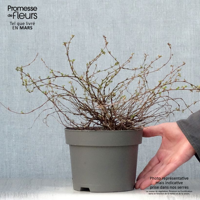 Exemplar von Fingerstrauch Elizabeth - Potentilla fruticosa Topf mit 2L/3L wie im Frühjahr geliefert
