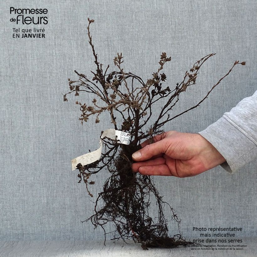 Exemplar von Fingerstrauch Elizabeth - Potentilla fruticosa Wurzelnackt, Strauch wie im Winter geliefert