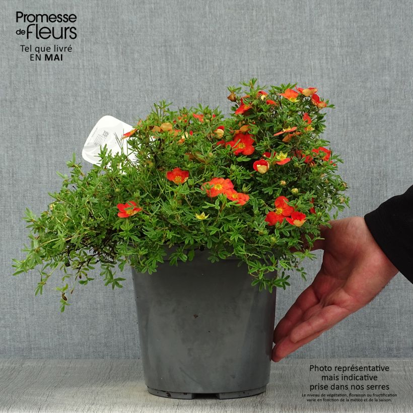 Example of Fingerstrauch Red joker - Potentilla fruticosa Topf mit 3L/4L as you get in printemps
