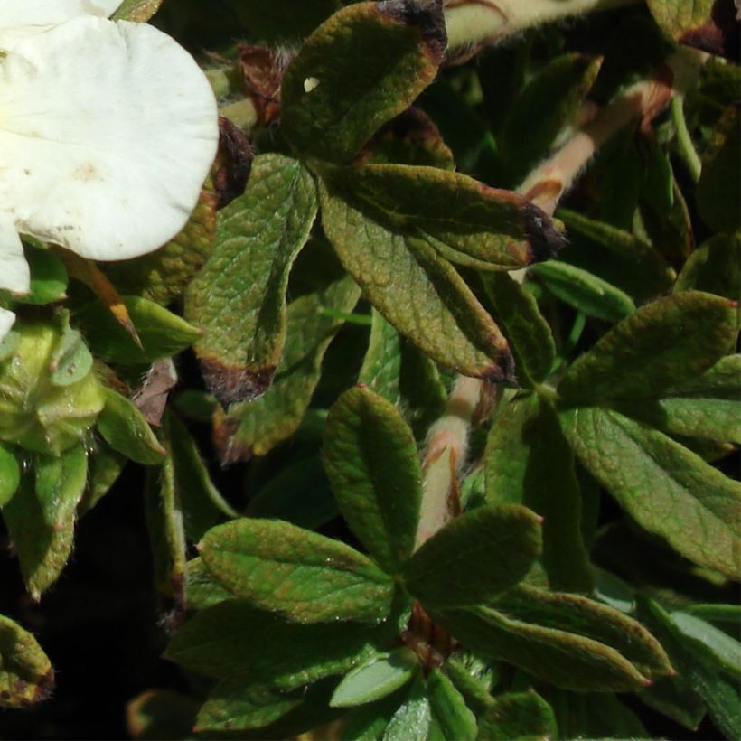 Fingerstrauch Tilford Cream - Potentilla fruticosa (Foliage)