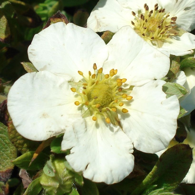 Fingerstrauch Tilford Cream - Potentilla fruticosa (Flowering)