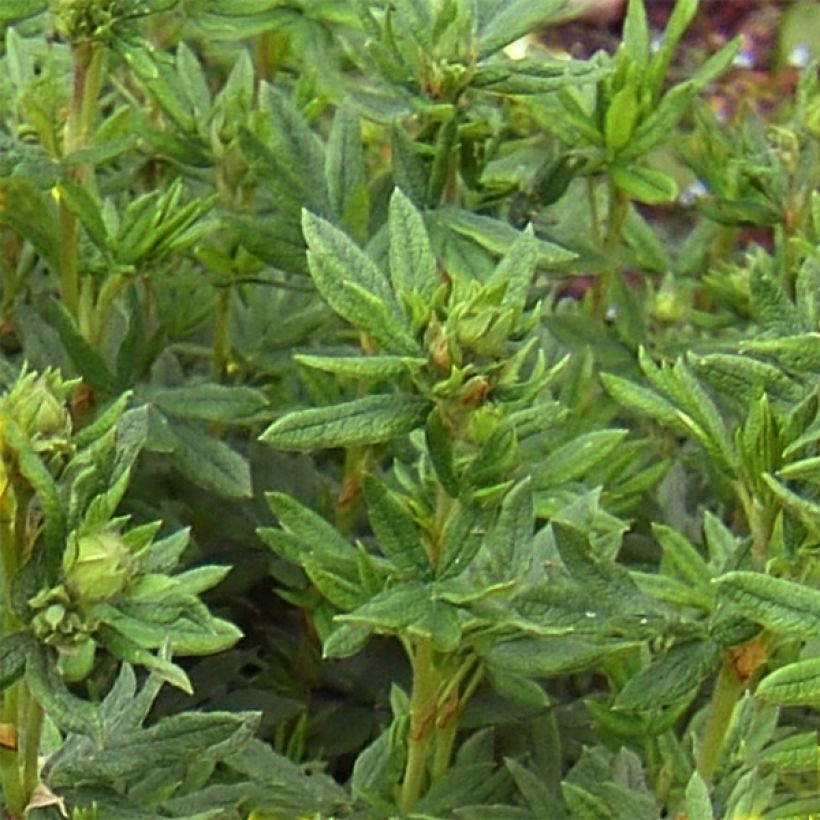 Fingerstrauch Red Lady - Potentilla fruticosa (Foliage)