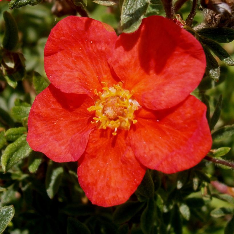 Fingerstrauch Red Lady - Potentilla fruticosa (Flowering)