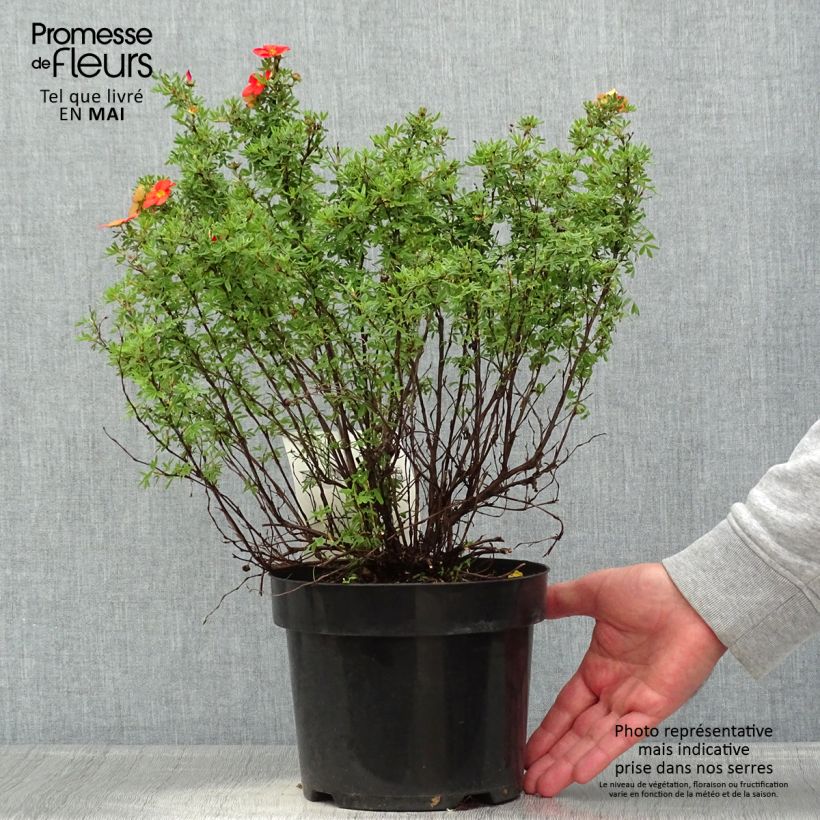 Example of Fingerstrauch Red Lady - Potentilla fruticosa Topf mit 2L/3L as you get in printemps