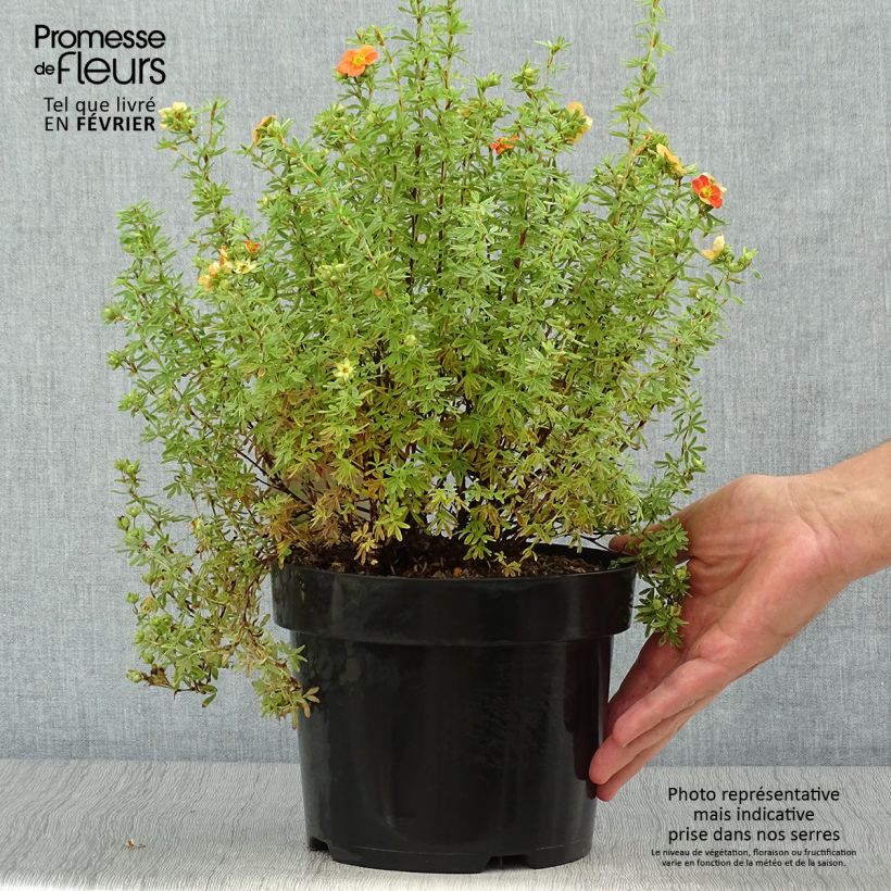 Exemplar von Fingerstrauch Orangissima - Potentilla fruticosa Topf mit 4L/5L wie im Herbst geliefert