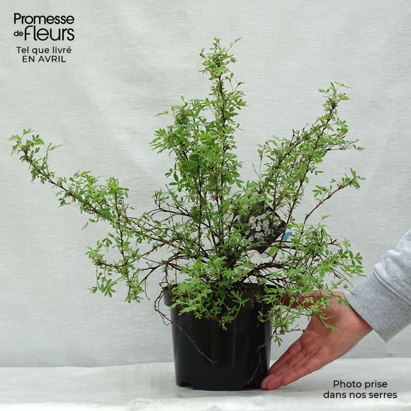 Example of Fingerstrauch Abbotswood - Potentilla fruticosa Topf mit 2L/3L as you get in printemps