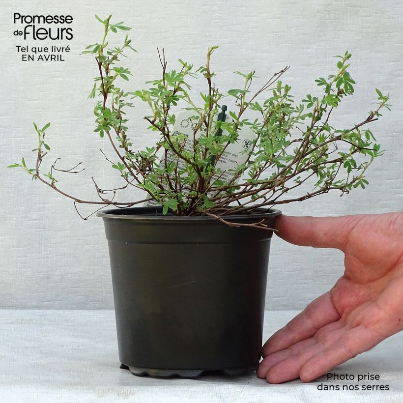 Example of Fingerstrauch Abbotswood - Potentilla fruticosa Topf mit 1L/1,5L as you get in printemps