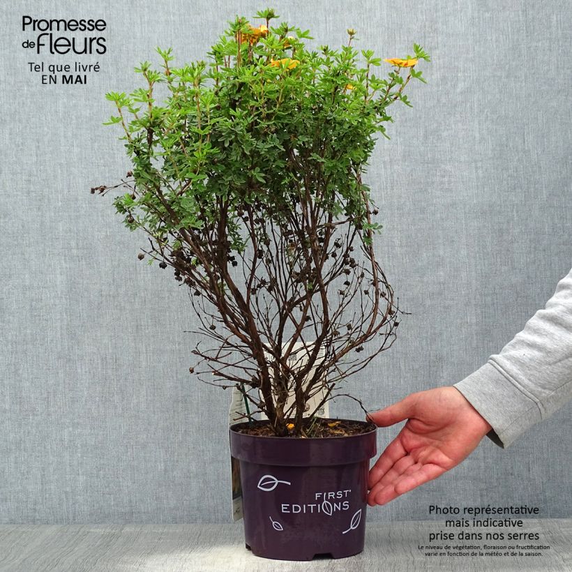 Example of Fingerstrauch Mandarin Tango - Potentilla fruticosa Topf mit 2L/3L as you get in printemps