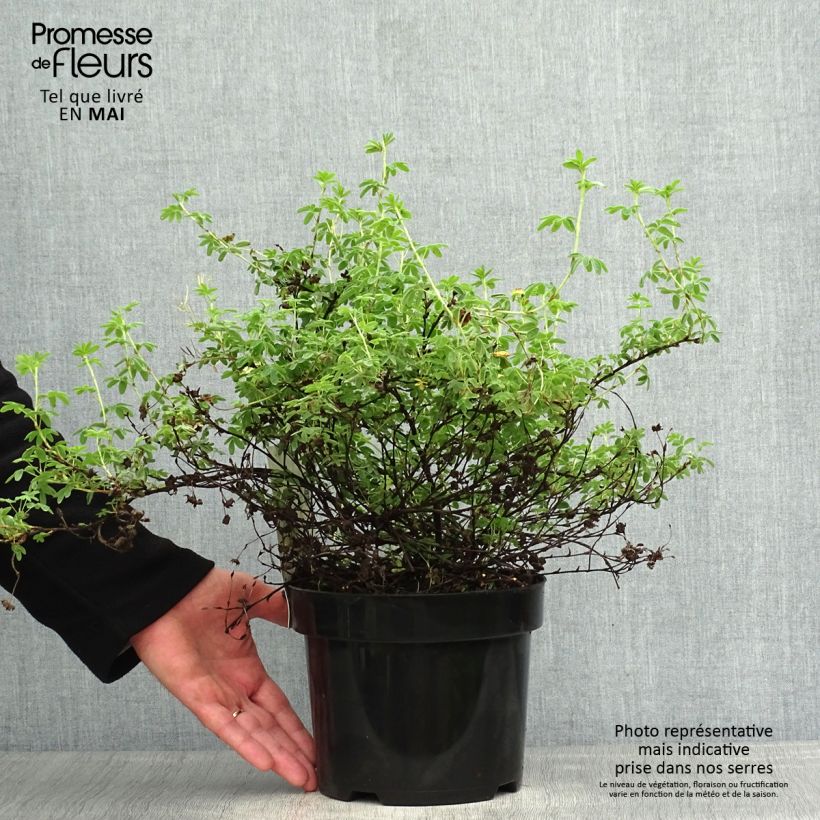 Example of Fingerstrauch Medicine Wheel Mountain - Potentilla fruticosa Topf mit 2L/3L as you get in printemps