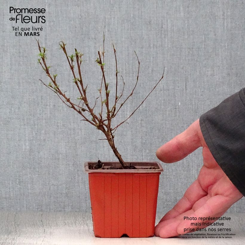 Example of Fingerstrauch Pink Paradise - Potentilla fruticosa Kleine Töpfe von 8/9 cm as you get in printemps