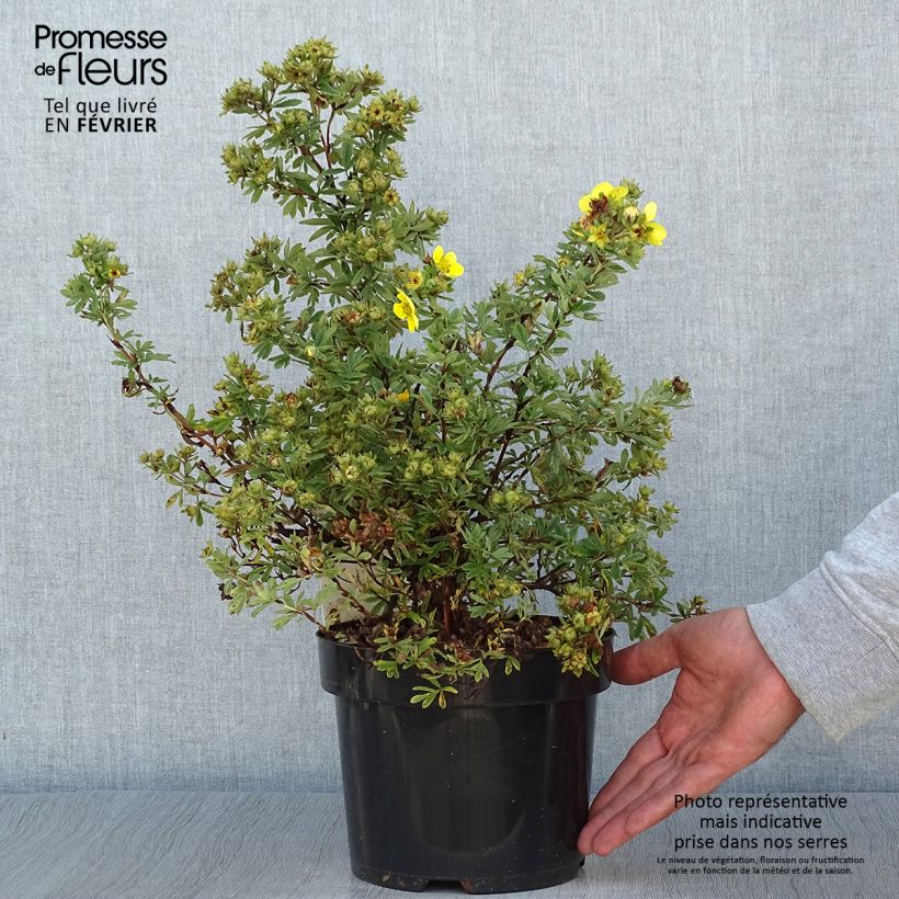 Exemplar von Potentilla fruticosa Sommerflor- Potentille arbustive Pot de 2L/3L wie im Herbst geliefert