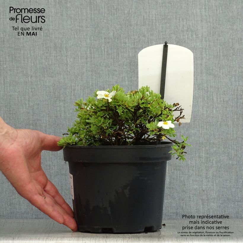 Example of Fingerstrauch Tilford Cream - Potentilla fruticosa Topf mit 2L/3L as you get in printemps