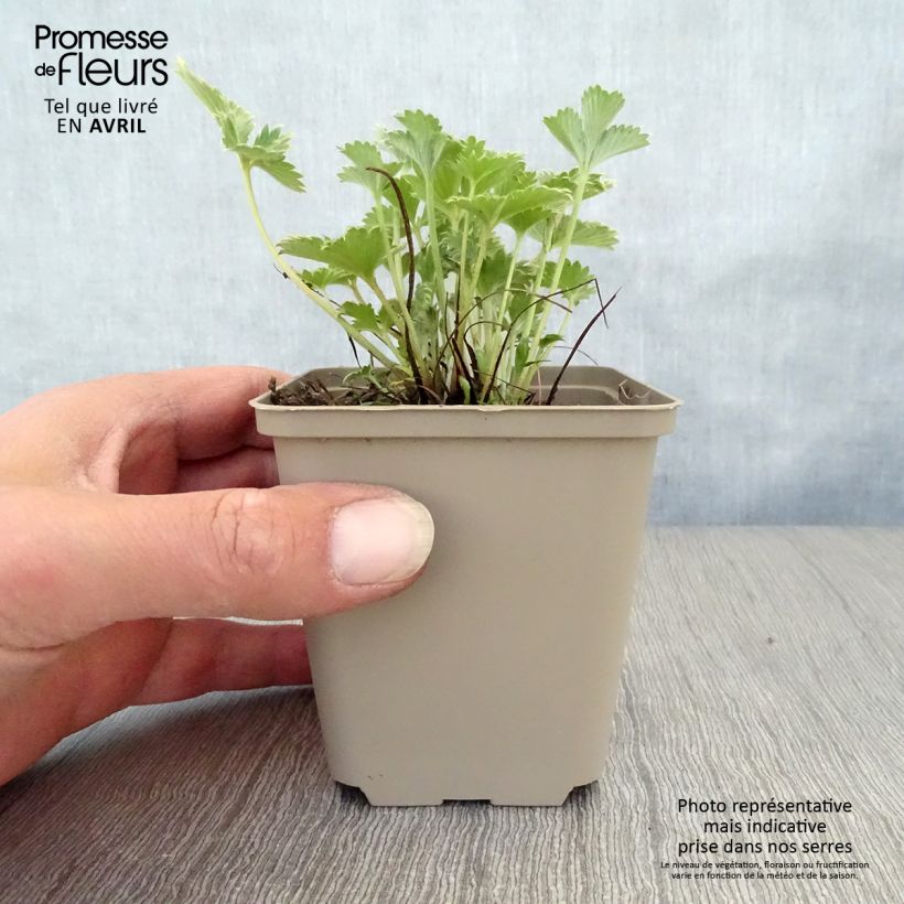 Exemplar von Blutrotes Fingerkraut - Potentilla atrosanguinea Kleine Töpfe von 8/9 cm wie im Frühjahr geliefert