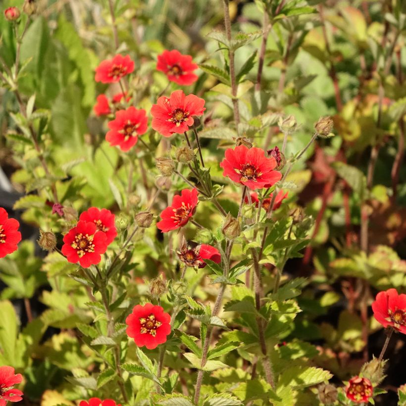 Potentilla Gibson s Scarlet - Blutrotes Fingerkraut (Blüte)
