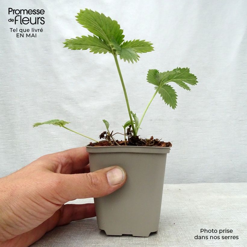 Exemplar von Potentilla William Rollisson - Oranges Fingerkraut Kleine Töpfe von 8/9 cm wie im Frühjahr geliefert