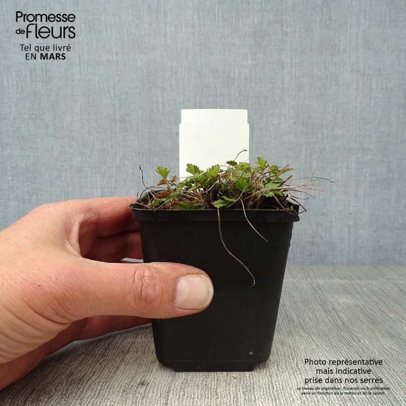 Exemplar von Potentilla tonguei - Fingerkraut Kleine Töpfe von 8/9 cm wie im Frühjahr geliefert
