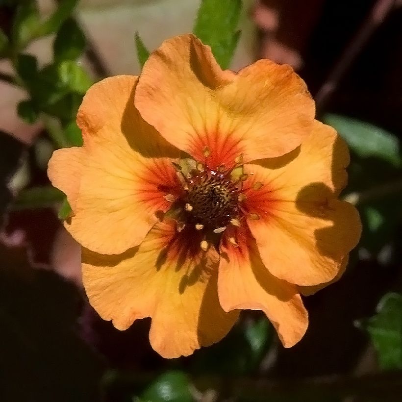 Potentilla tonguei - Fingerkraut (Blüte)