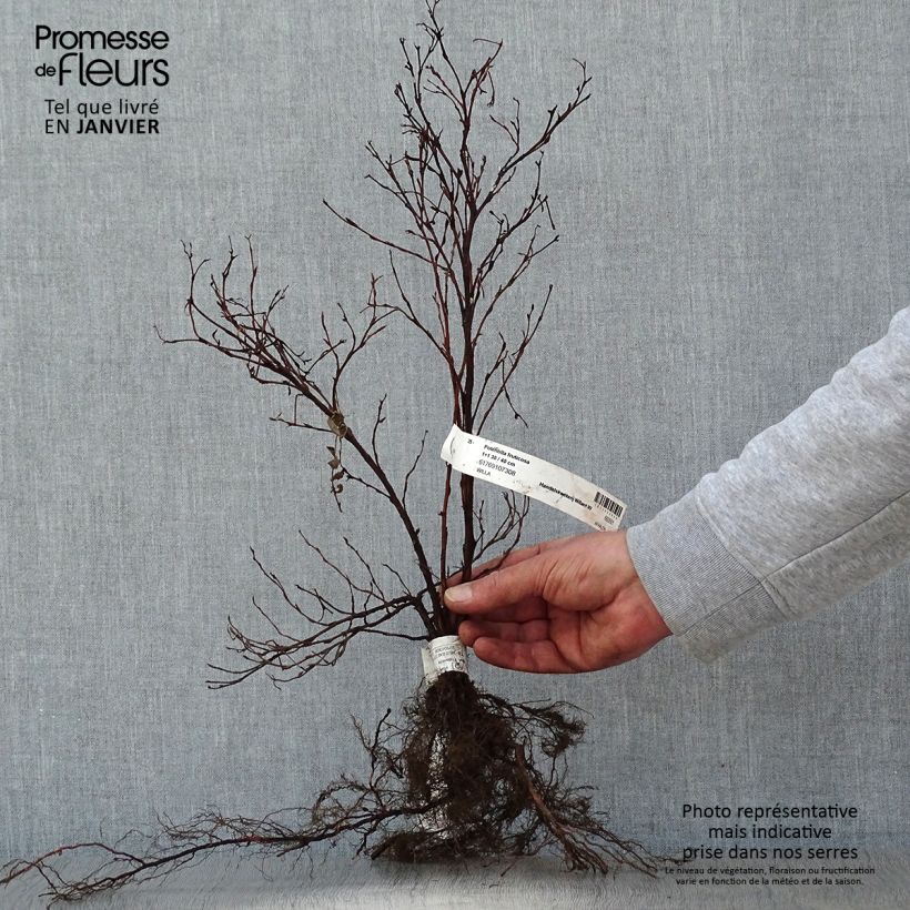 Example of Fingerstrauch - Potentilla fruticosa Wurzelnackt, Strauch as you get in hiver